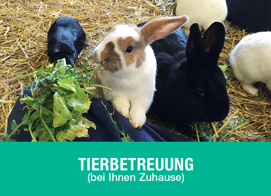 Tierbetreuung bei Ihnen Zuhause